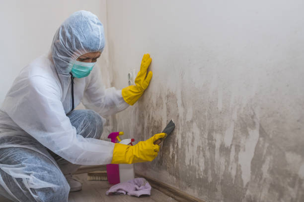 Why You Should Choose Our Mold Remediation Services in Orange Blossom, CA